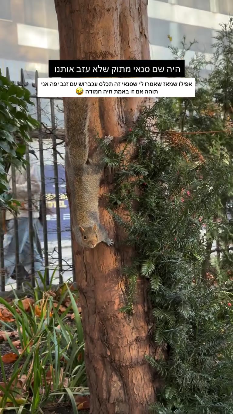 סנאי מתוק בפארק בלונדון