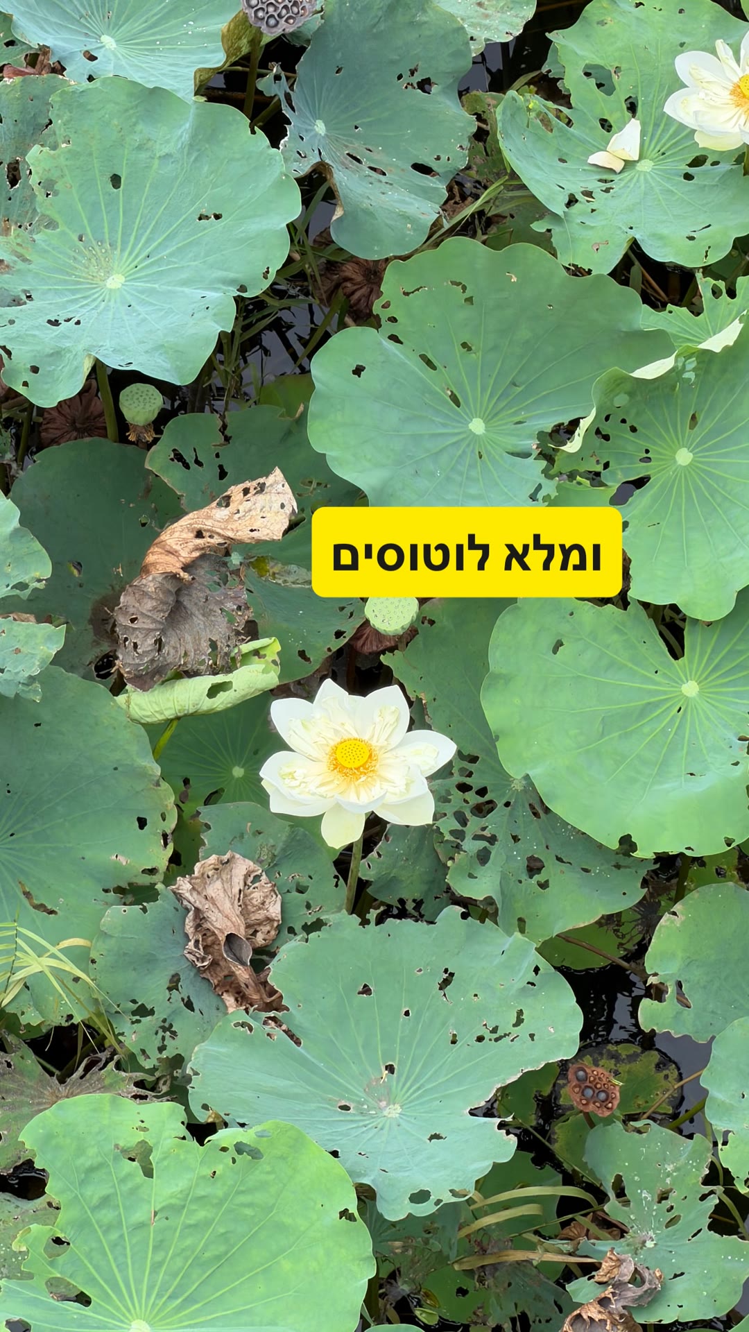 בריכת לוטוסים בבנגקוק