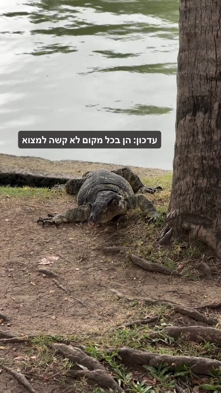 לטאות מוניטור ליד האגם בבנגקוק