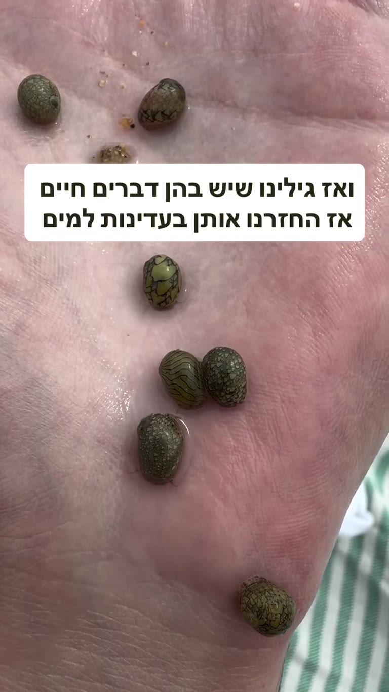 צדפים עם חיות קטנות בחוף בקופנגן