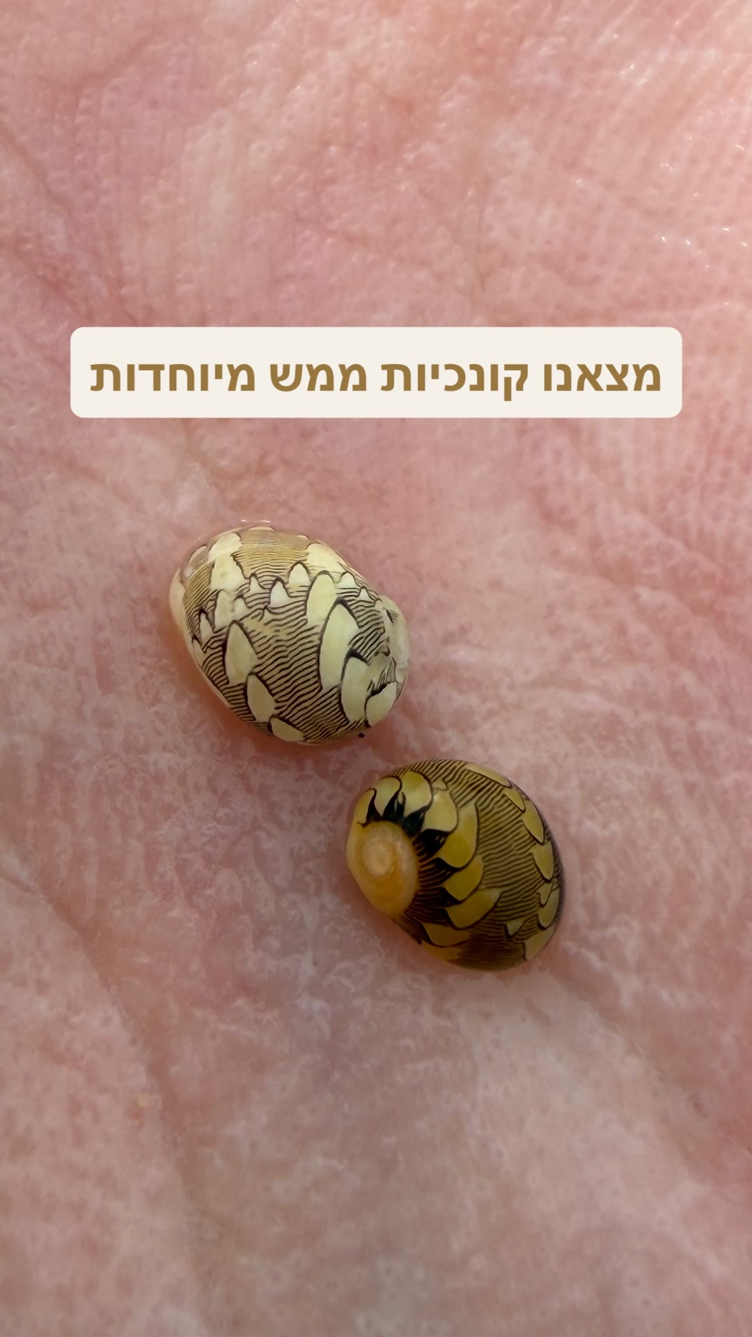 קונכיות מיוחדות שמצאנו בקופנגן