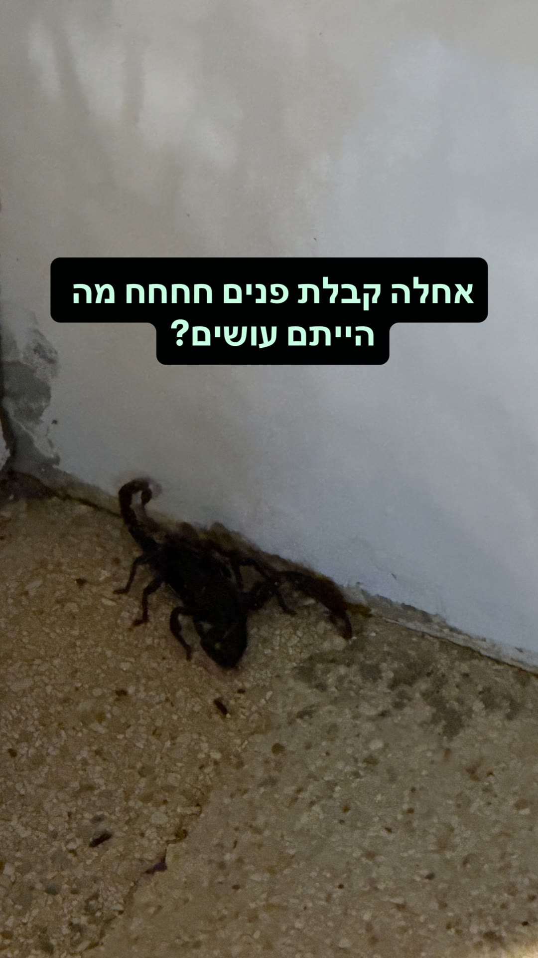 עקרב בקבלת הפנים בקופנגן