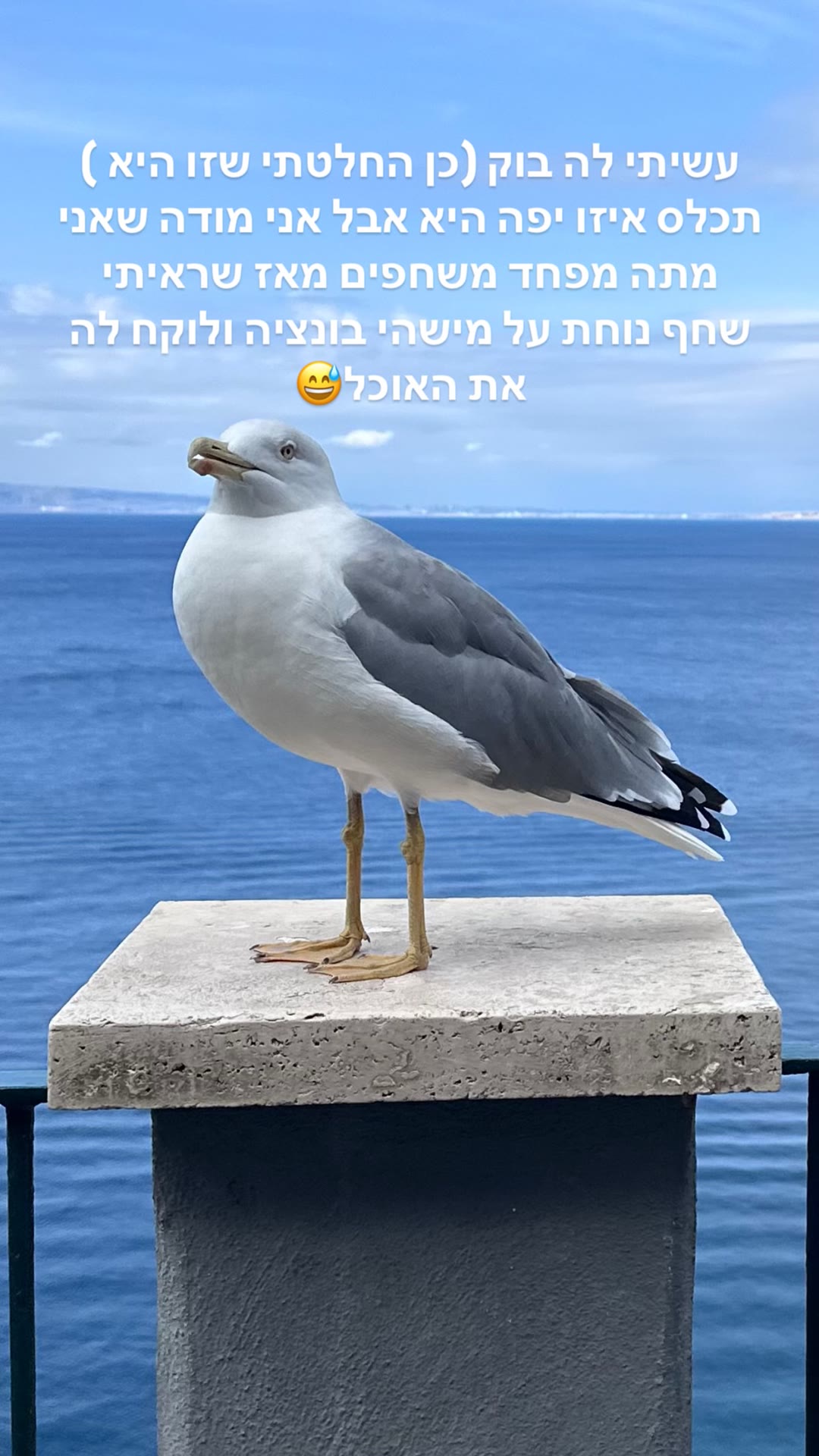 שחף מול הים בדרום איטליה