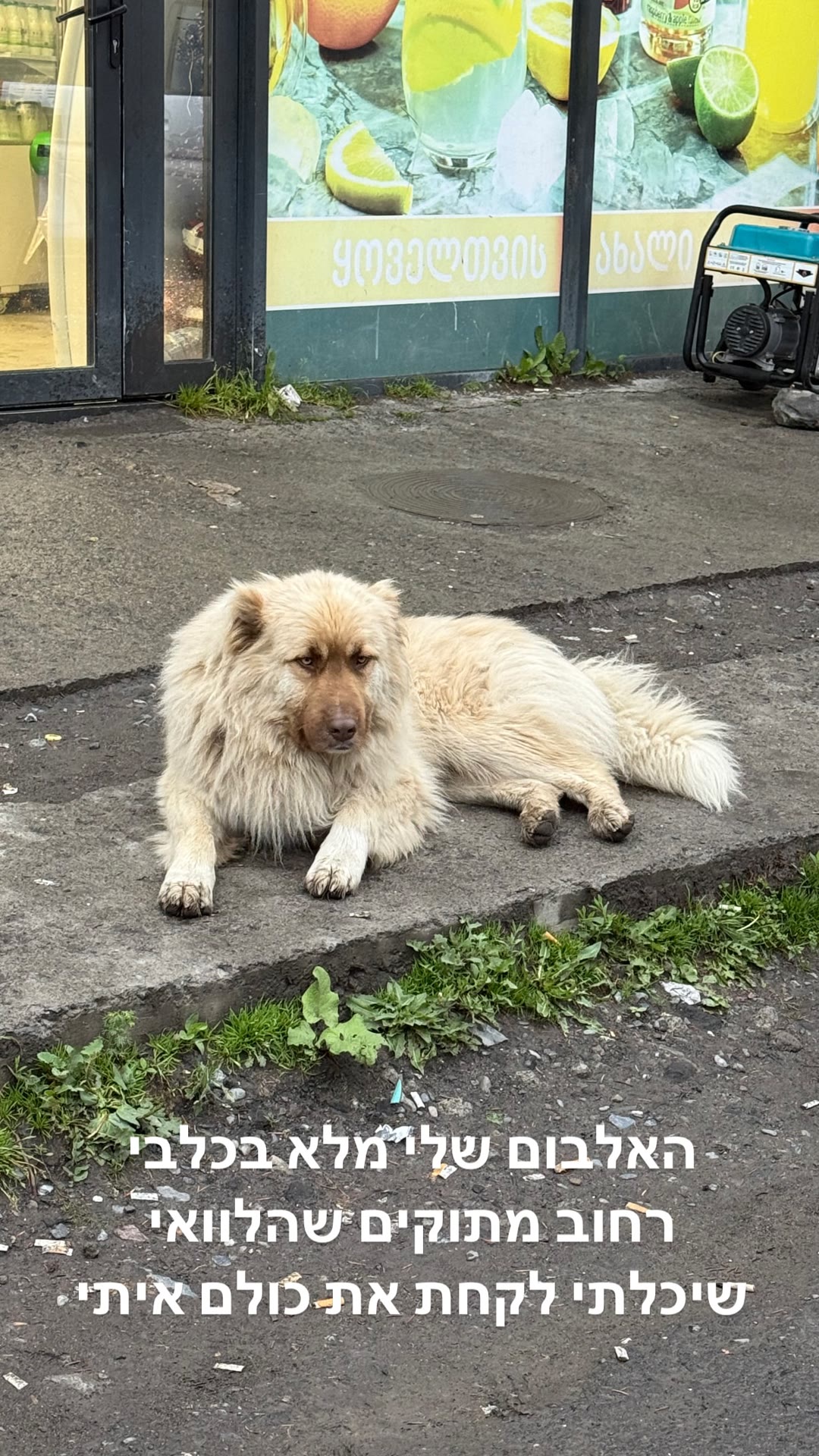 Street dogs of Georgia