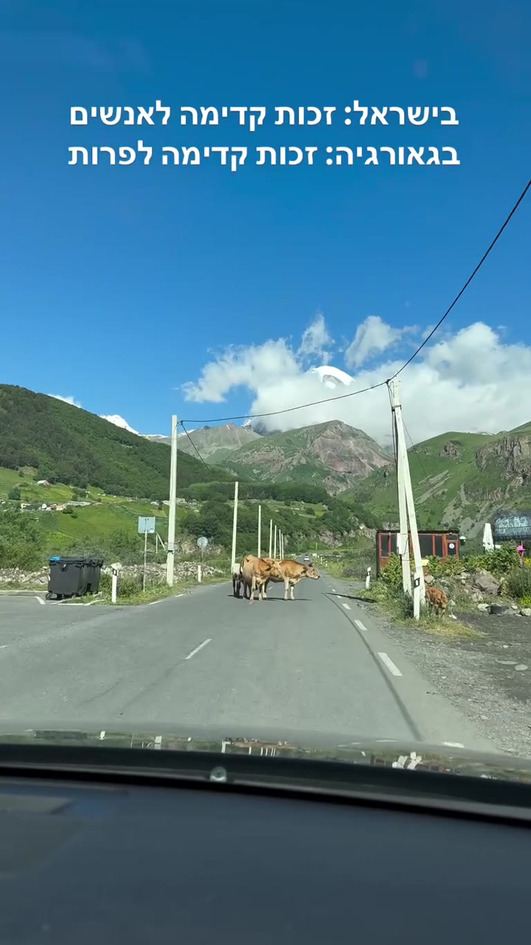 Cows own the road in Kazbegi, Georgia