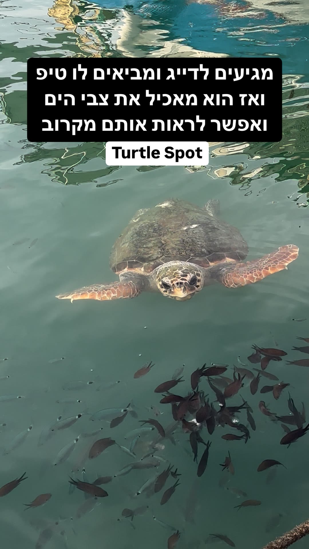 Turtle Spot in Zakynthos – feeding sea turtles