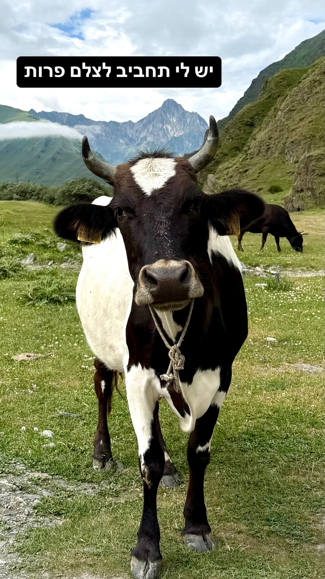 Cows in the Georgian mountains