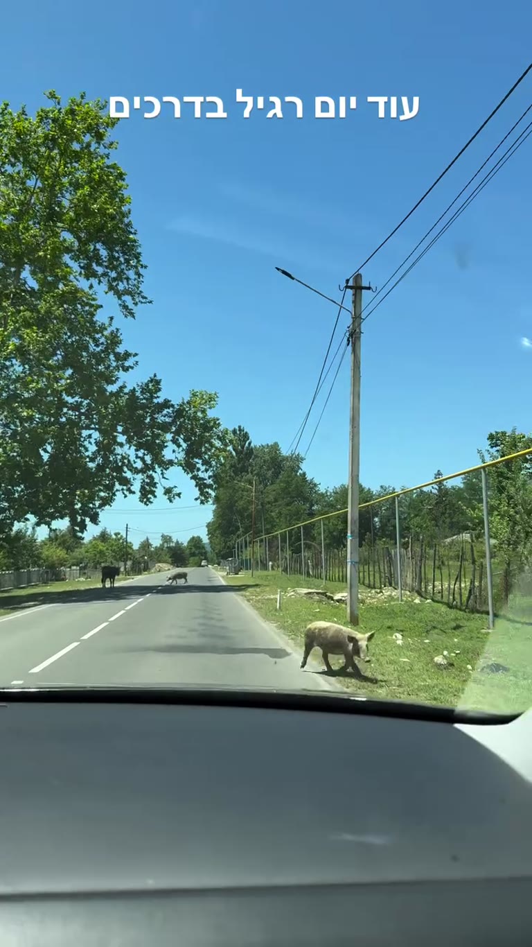 Pigs on the road in Georgia