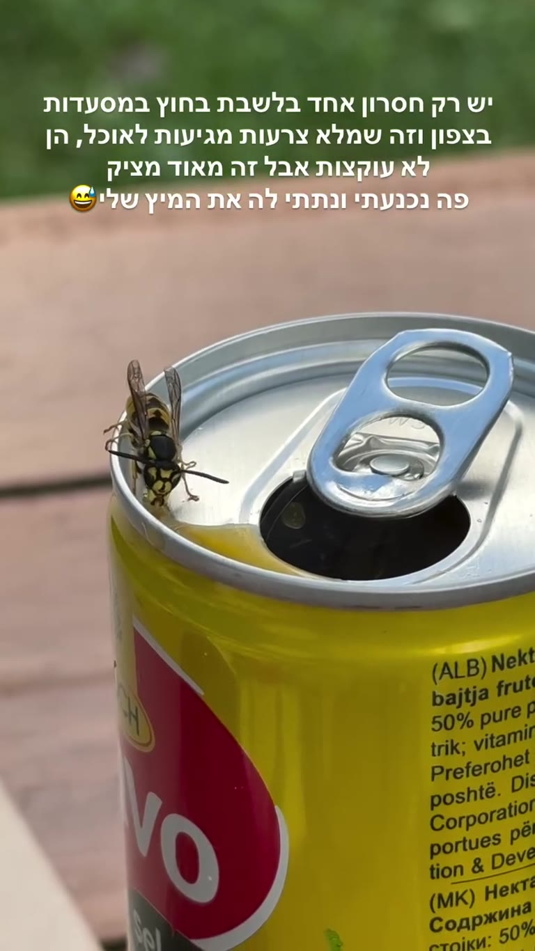 Wasps at outdoor restaurants in northern Albania