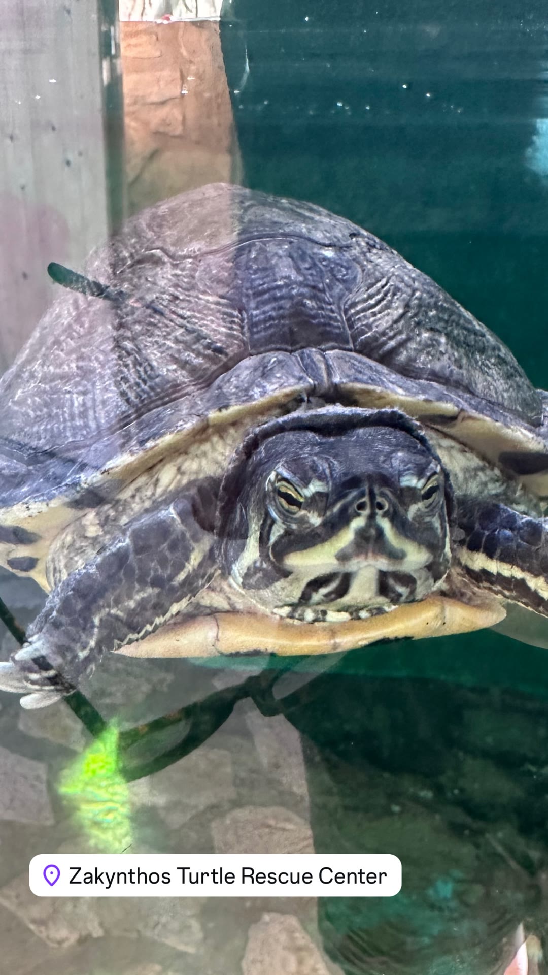 Zakynthos Turtle Rescue Center