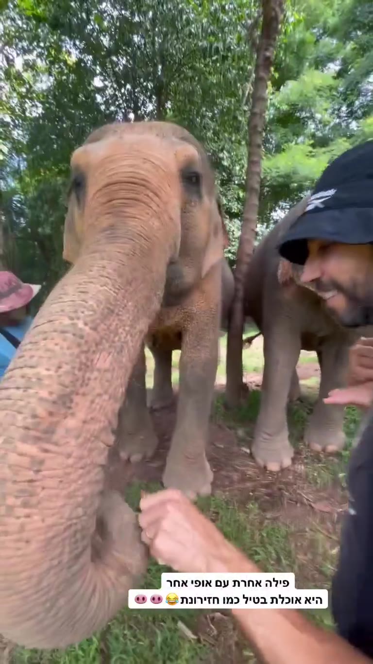 האכלת פילים ב-Samui Elephant Sanctuary