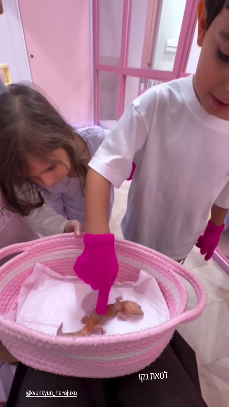 לטאת גקו בקפה החיות Kyun Kyun בהרג'וקו