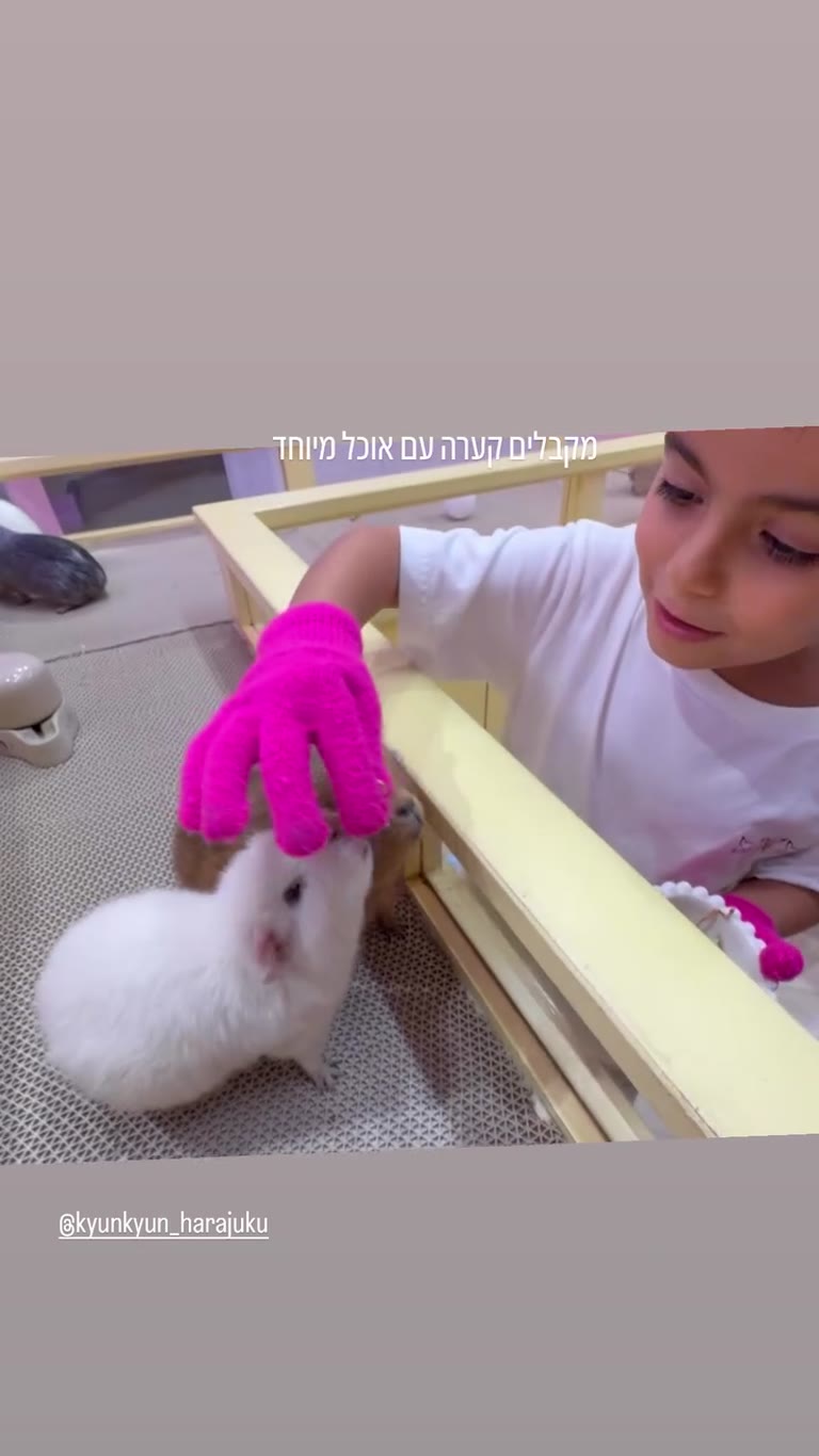האכלת שרקנים בקפה חיות KyunKyun בהרג'וקו