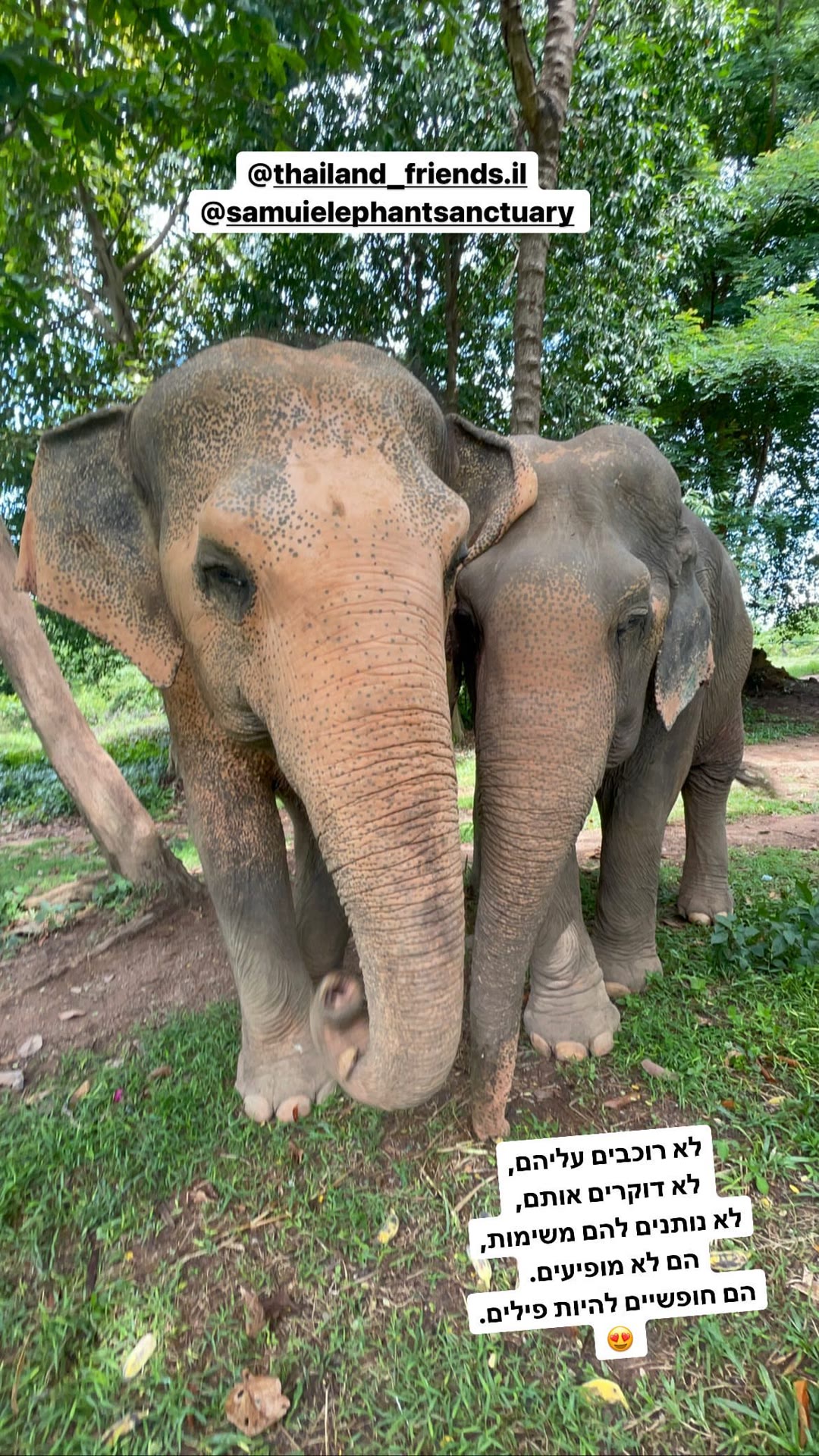 Samui Elephant Sanctuary – פילים חופשיים