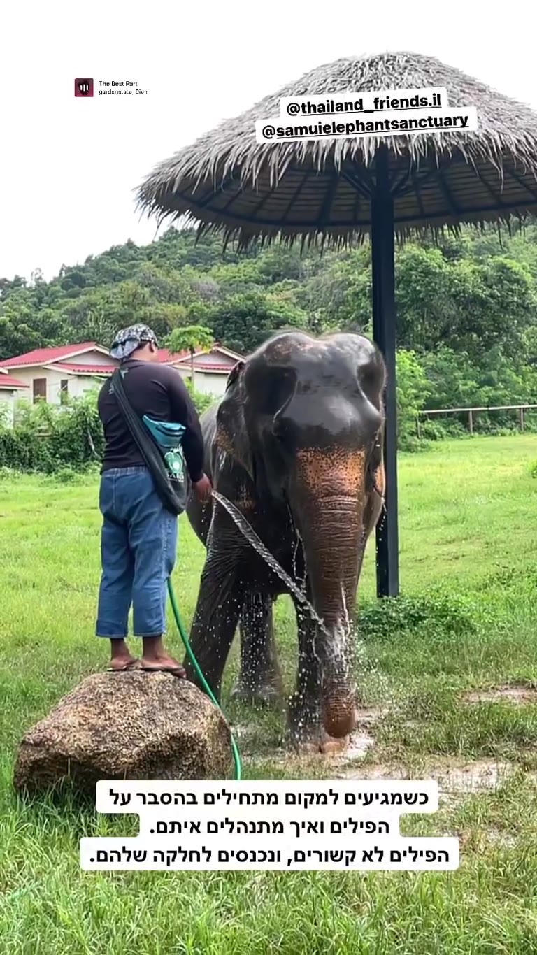 Samui Elephant Sanctuary – פילים חופשיים בקוסמוי