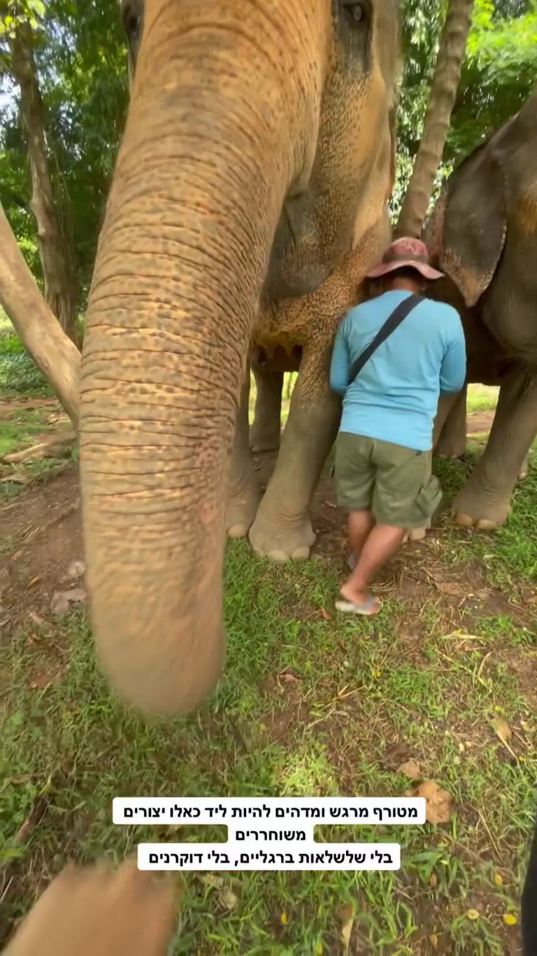 Samui Elephant Sanctuary – פיל ללא שלשלאות