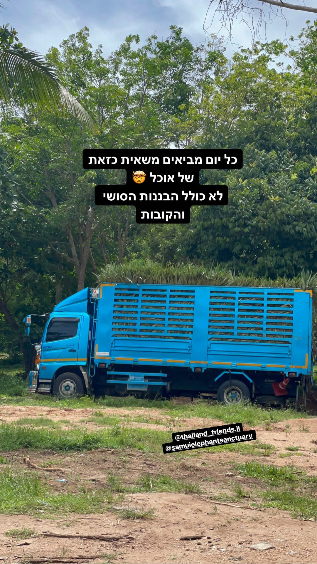 Samui Elephant Sanctuary – משאית אוכל לפילים