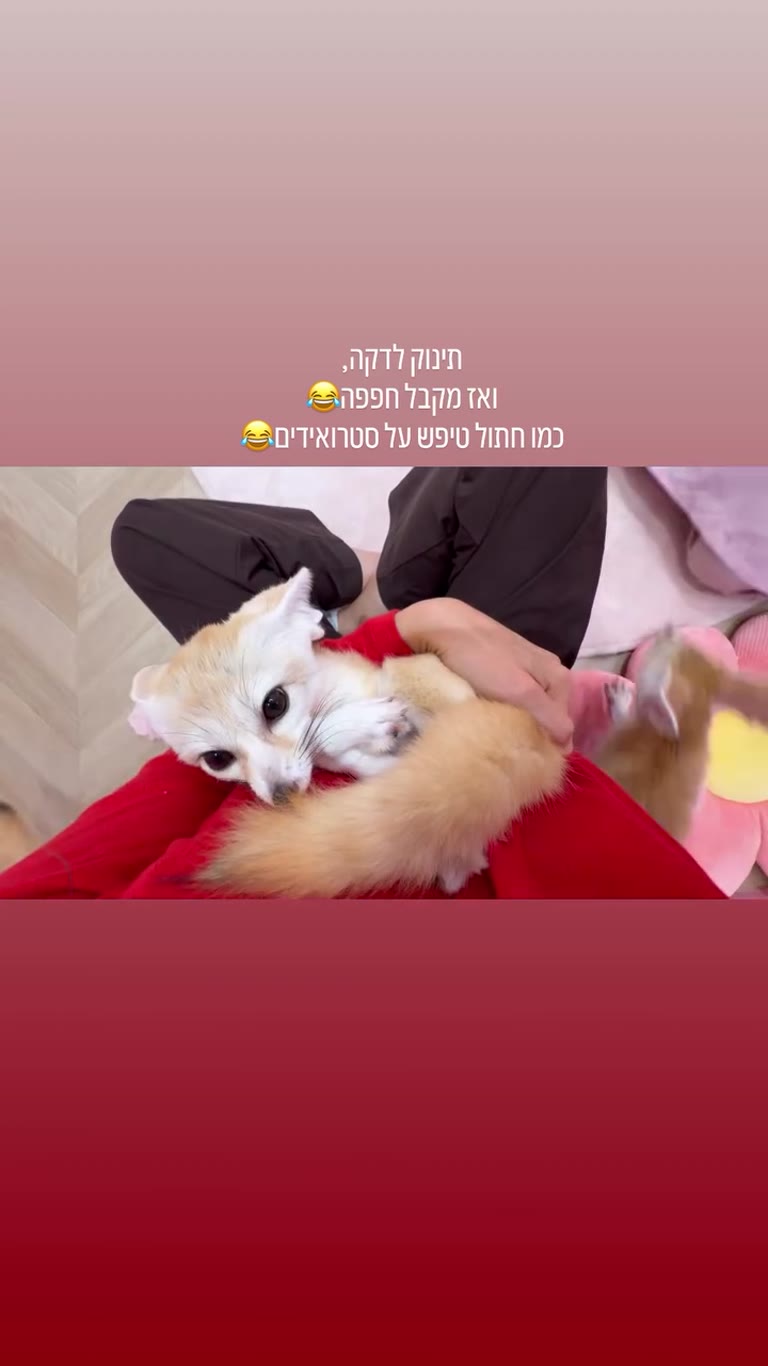 שועל פנק מתוק בטיול ביפן