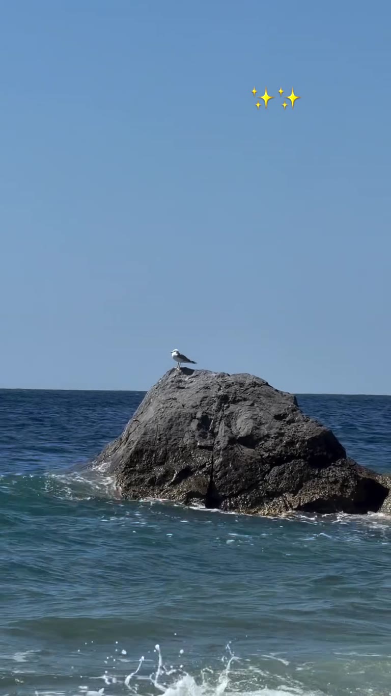 Seagull on a rock, Halkidiki beach