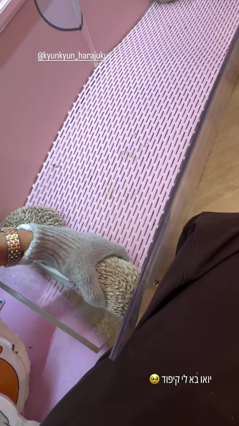 קפה קיפודים Kyun Kyun בהרג'וקו, טוקיו
