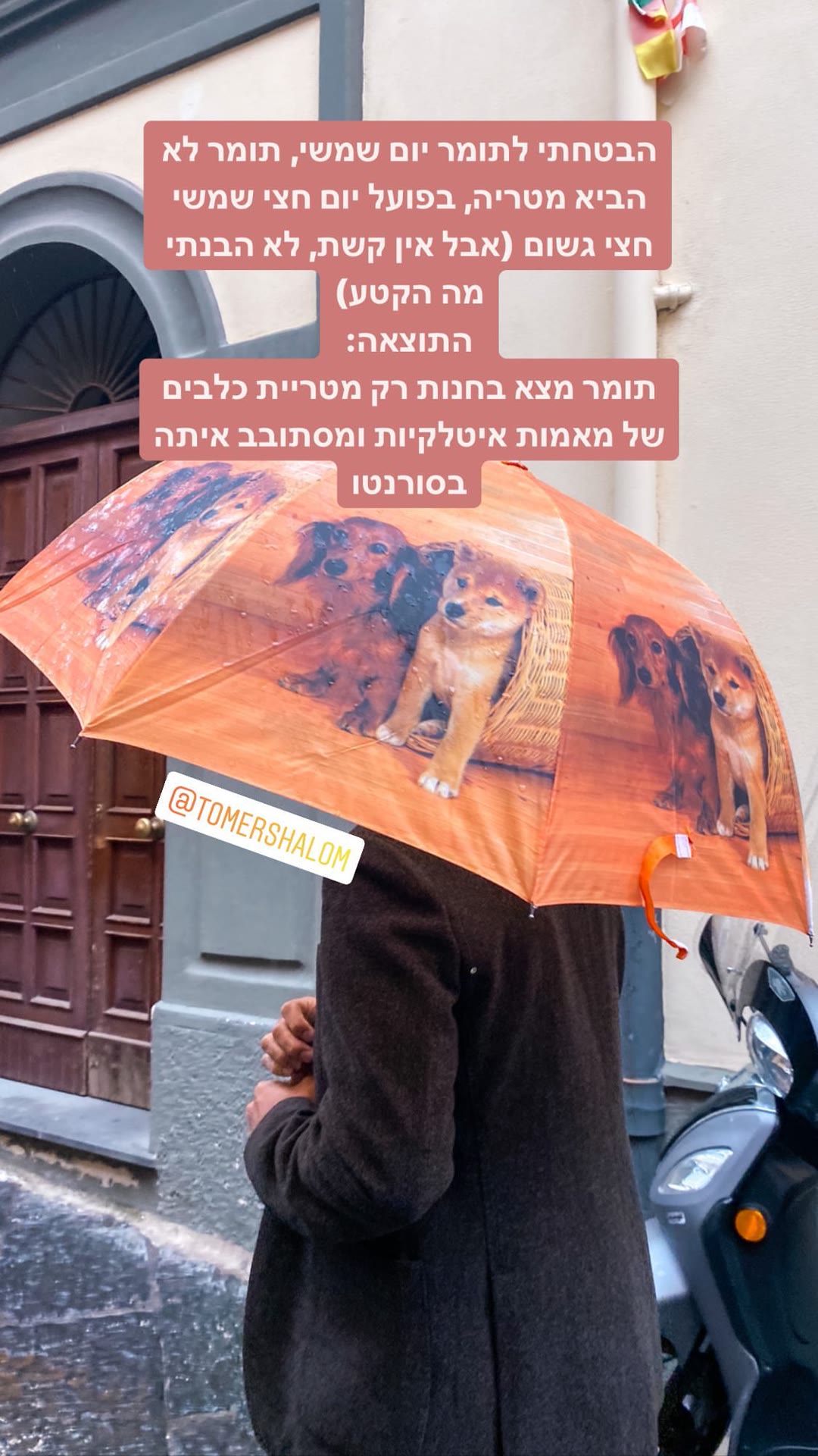 מטריית כלבים בסורנטו ביום גשום