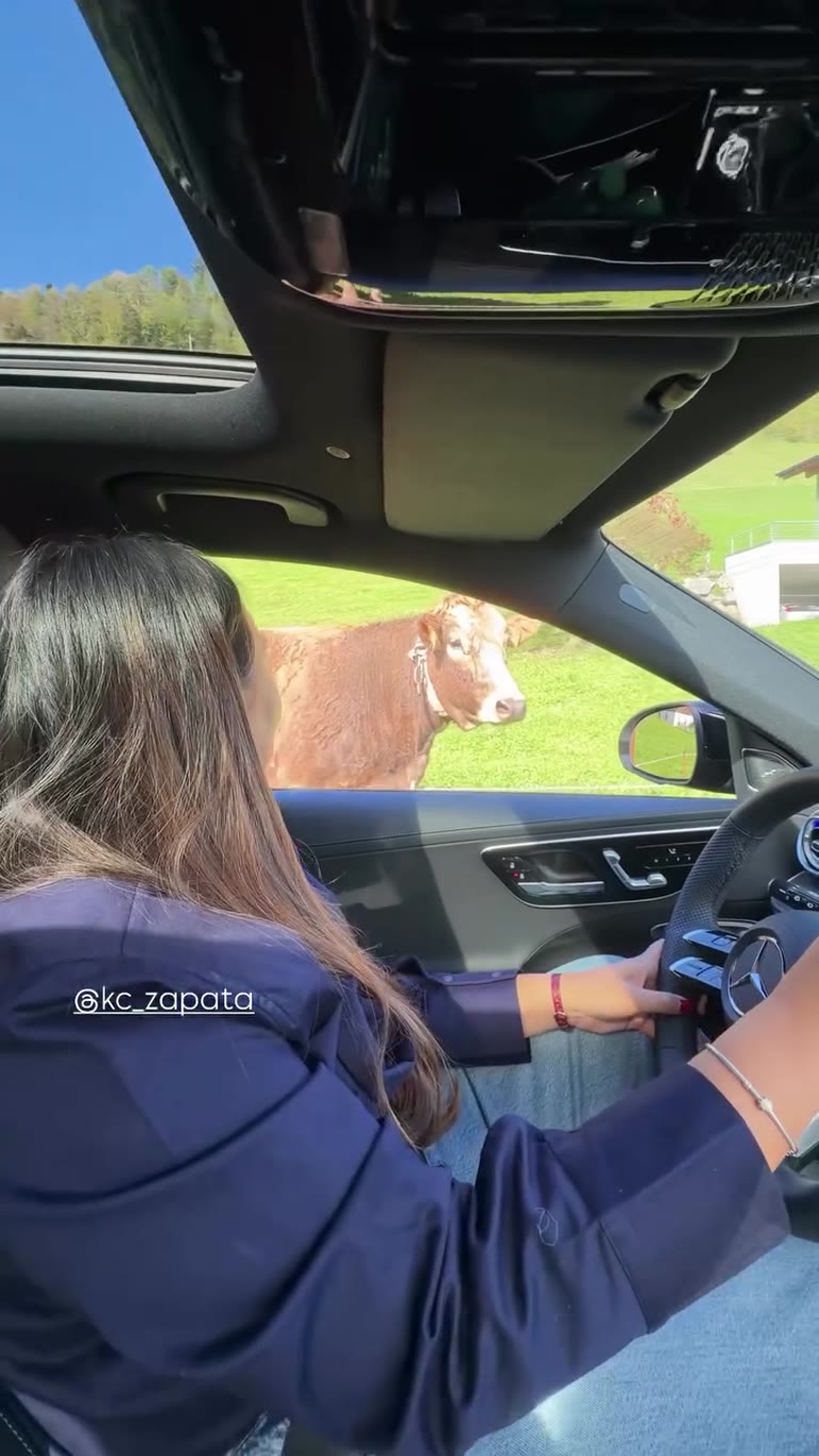 פרה סקרנית מציצה לאוטו בשווייץ