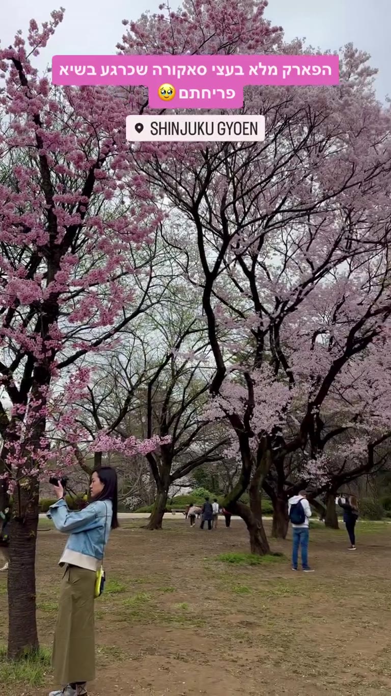 Shinjuku Gyoen - פריחת הסאקורה בטוקיו