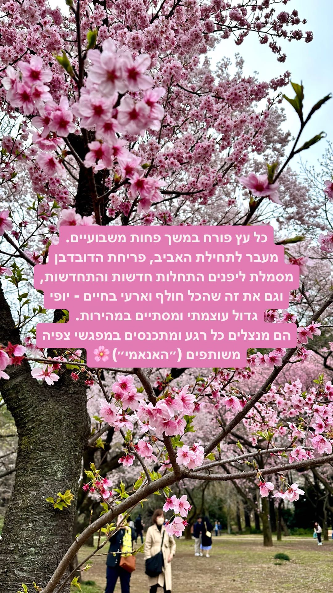 פריחת הדובדבן בטוקיו – מה זה ״האנאמי״