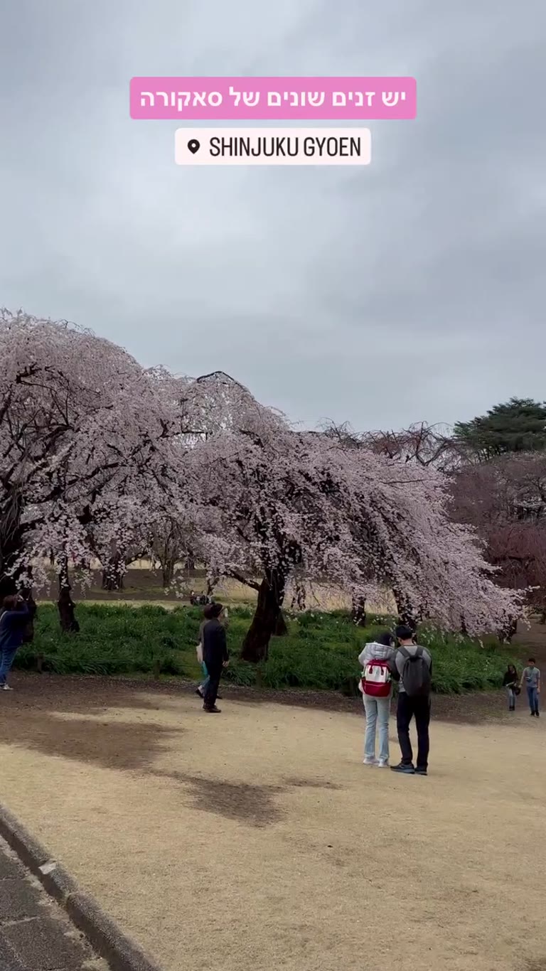 Shinjuku Gyoen - זני סאקורה שונים בטוקיו