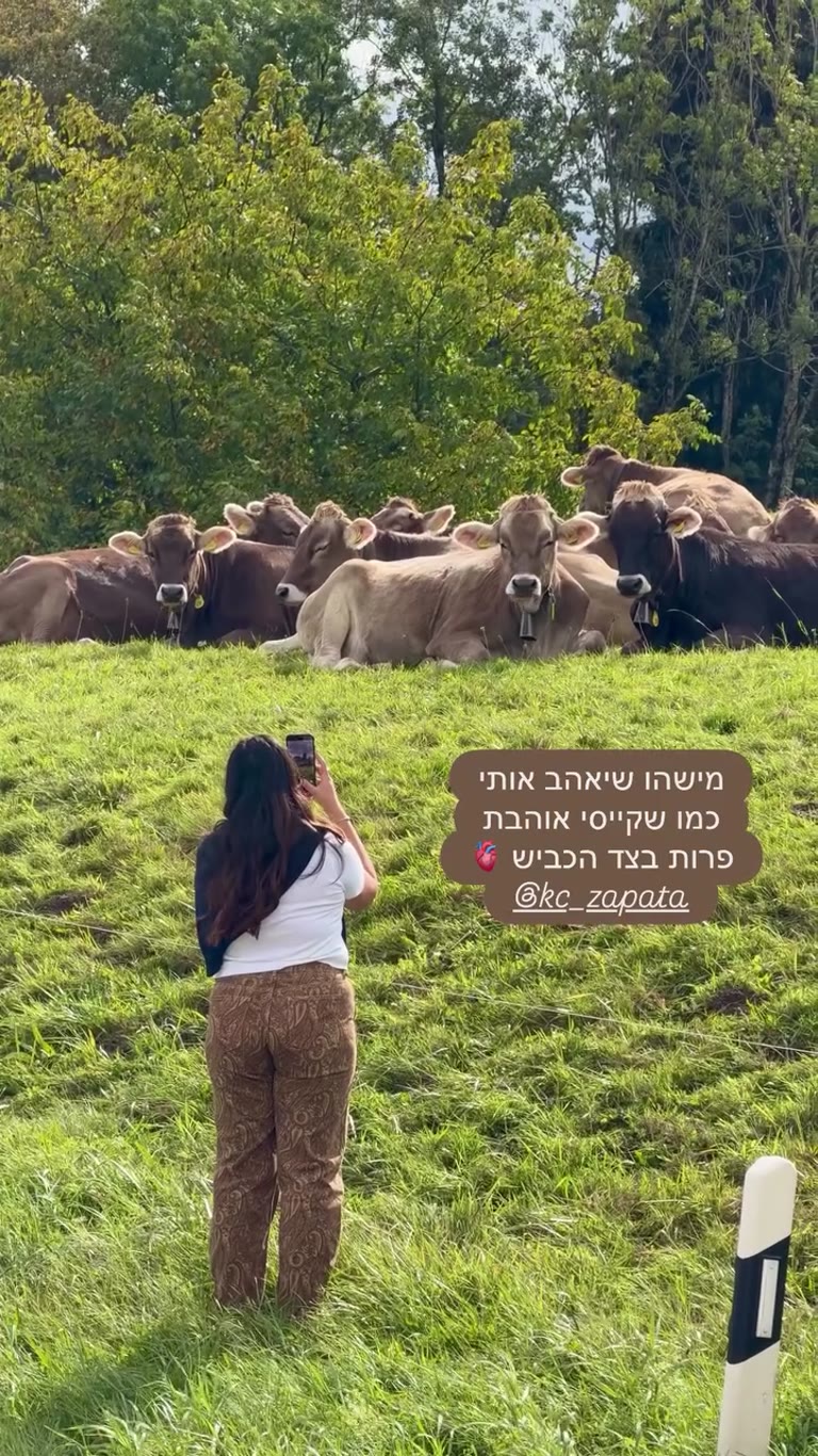 קייסי והפרות בצד הכביש בשווייץ