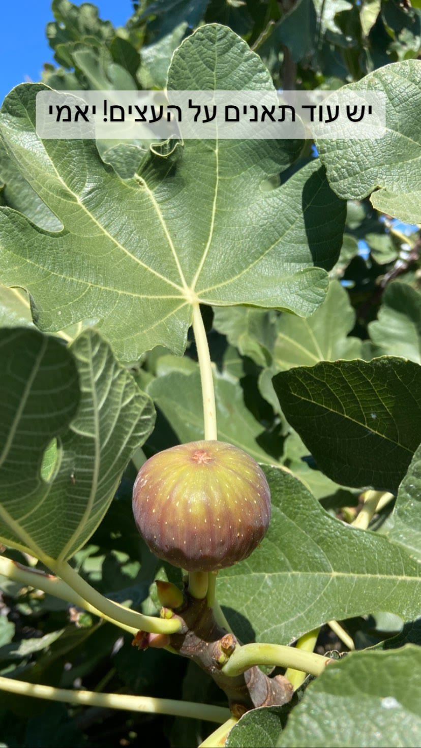 תאנים על העץ בפארוס