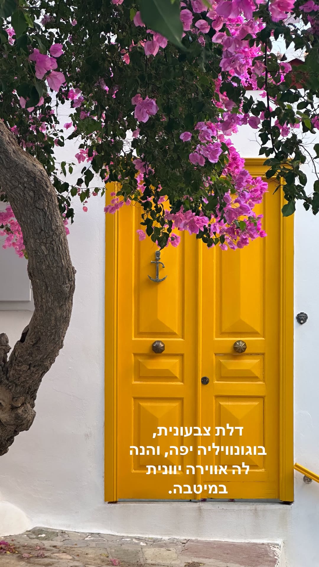 דלת צהובה ובוגנוויליה בספצס/הידרה