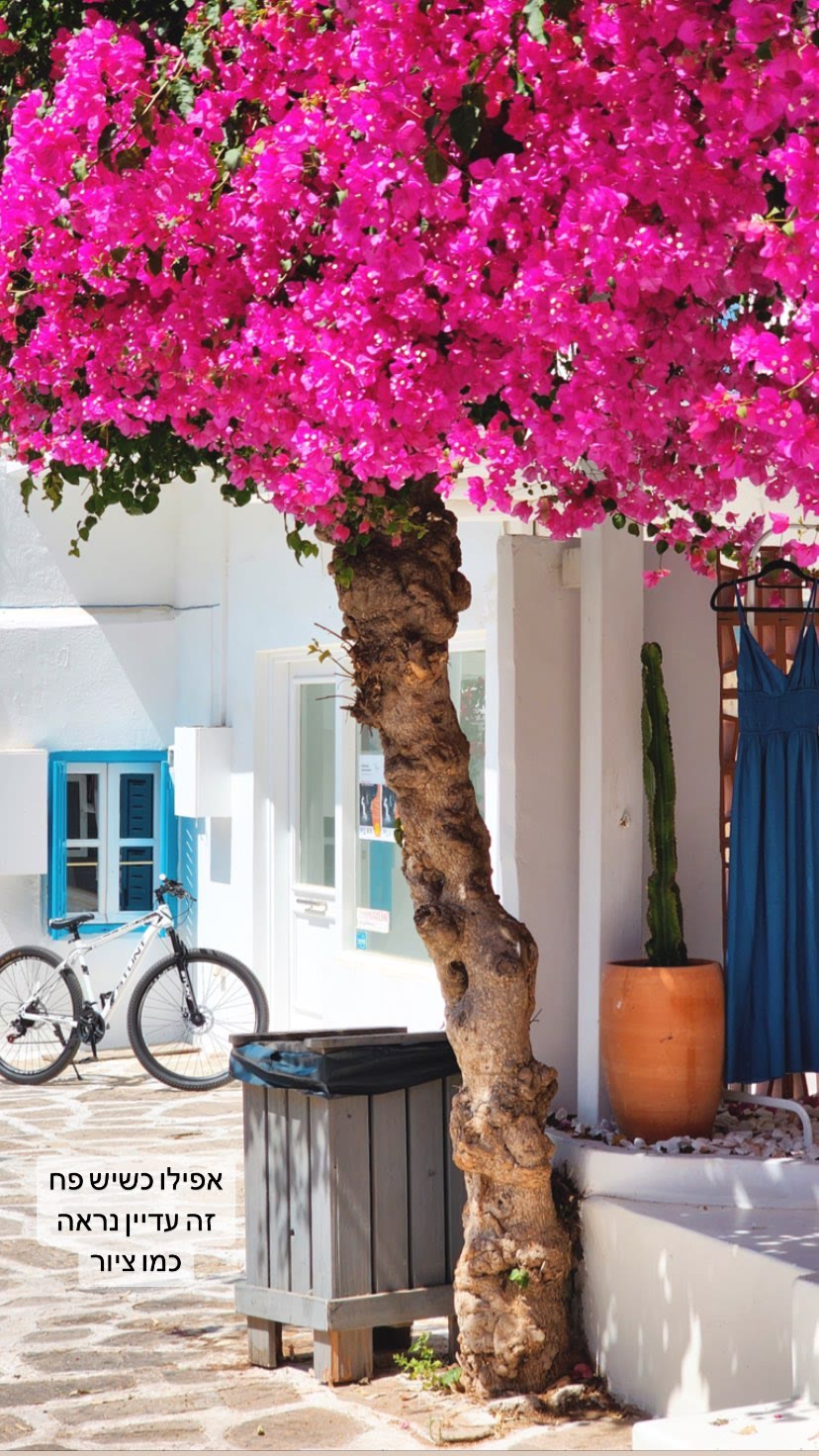 Antiparos alleys: bougainvillea and whitewash