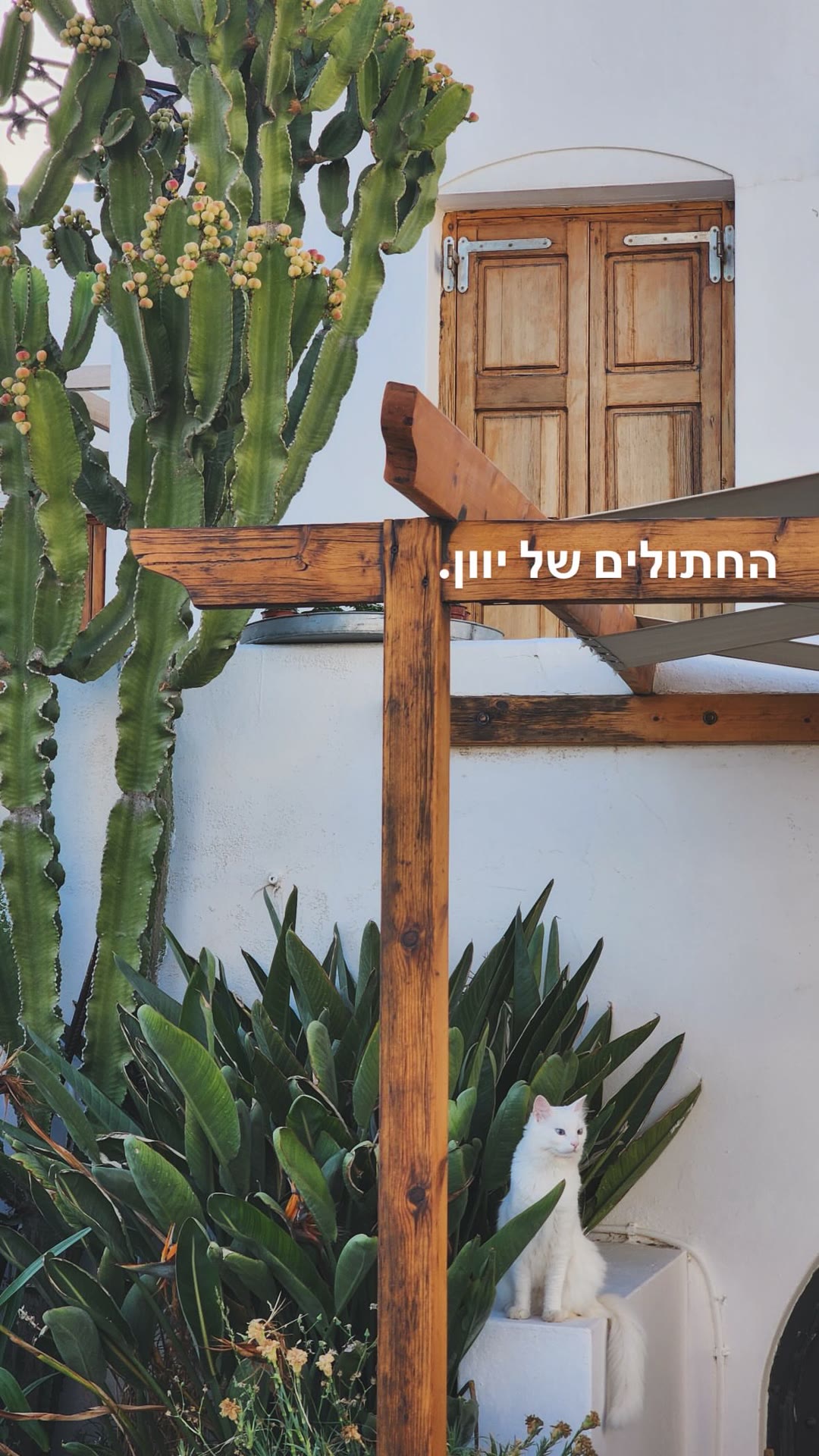 חתול לבן בסמטאות מילוס