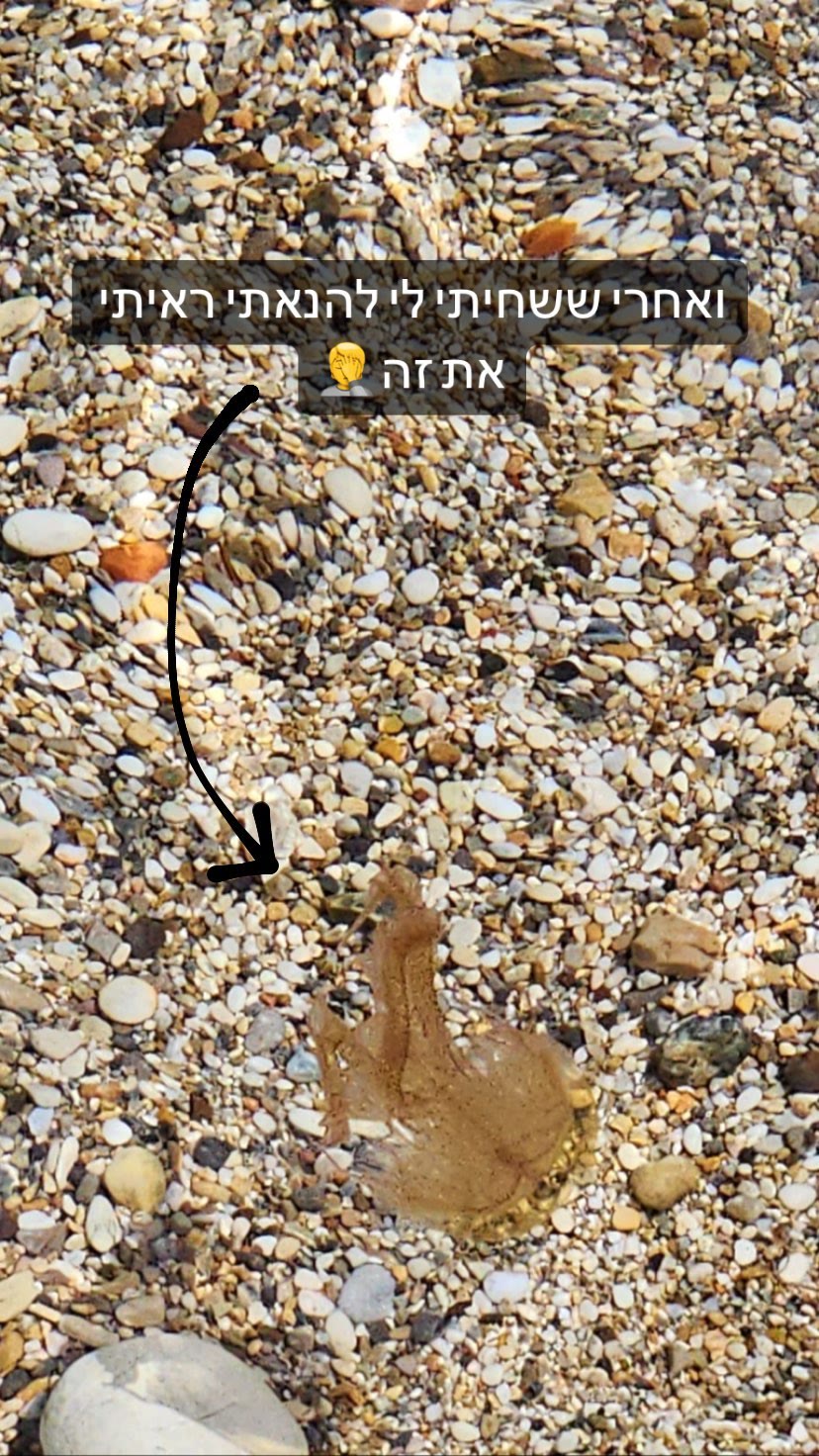 מדוזה בחוף בלפקדה