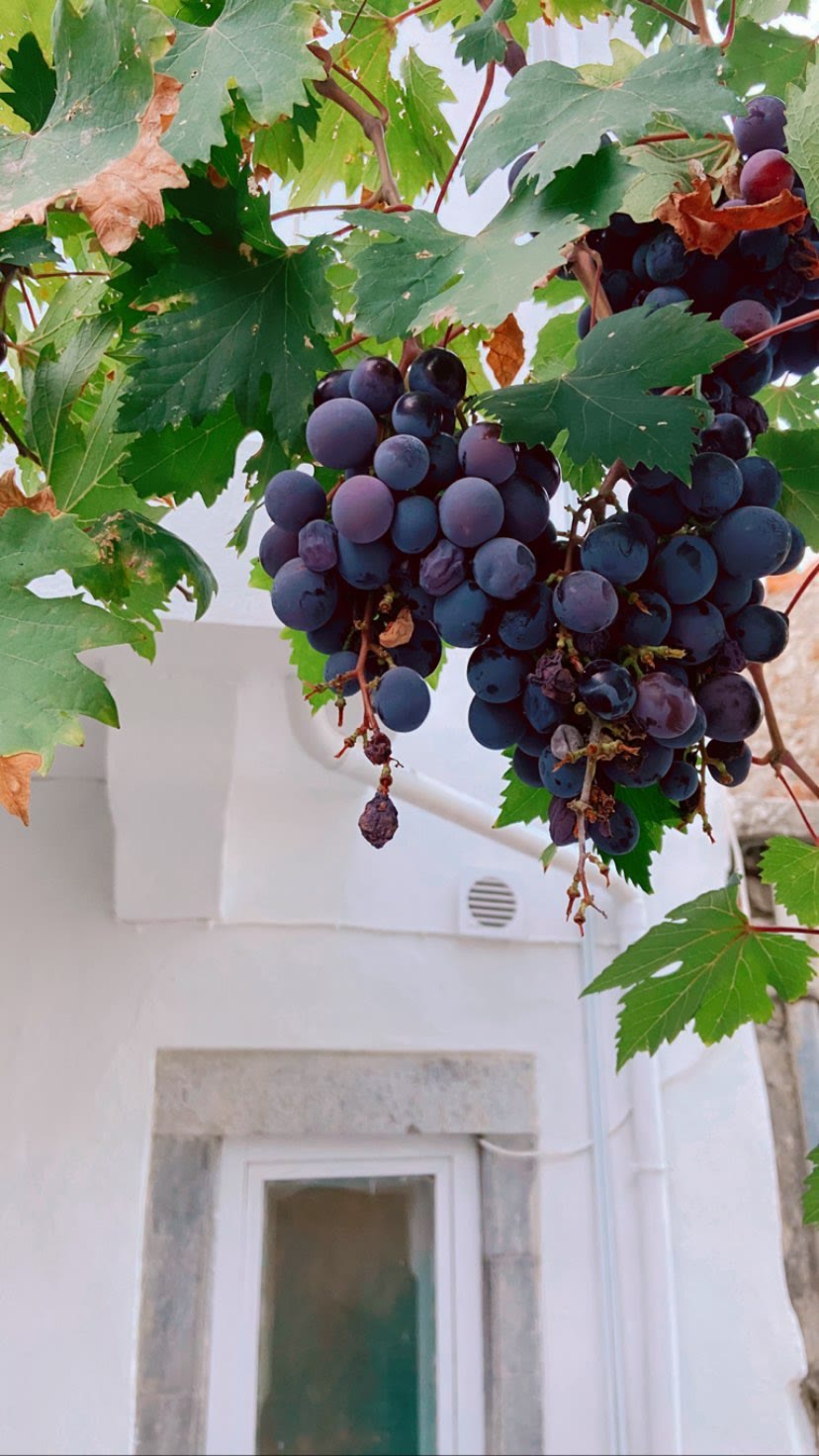 Grapevines over whitewashed alleys in Crete