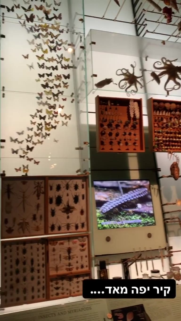 קיר המגוון הביולוגי במוזיאון הטבע בניו יורק