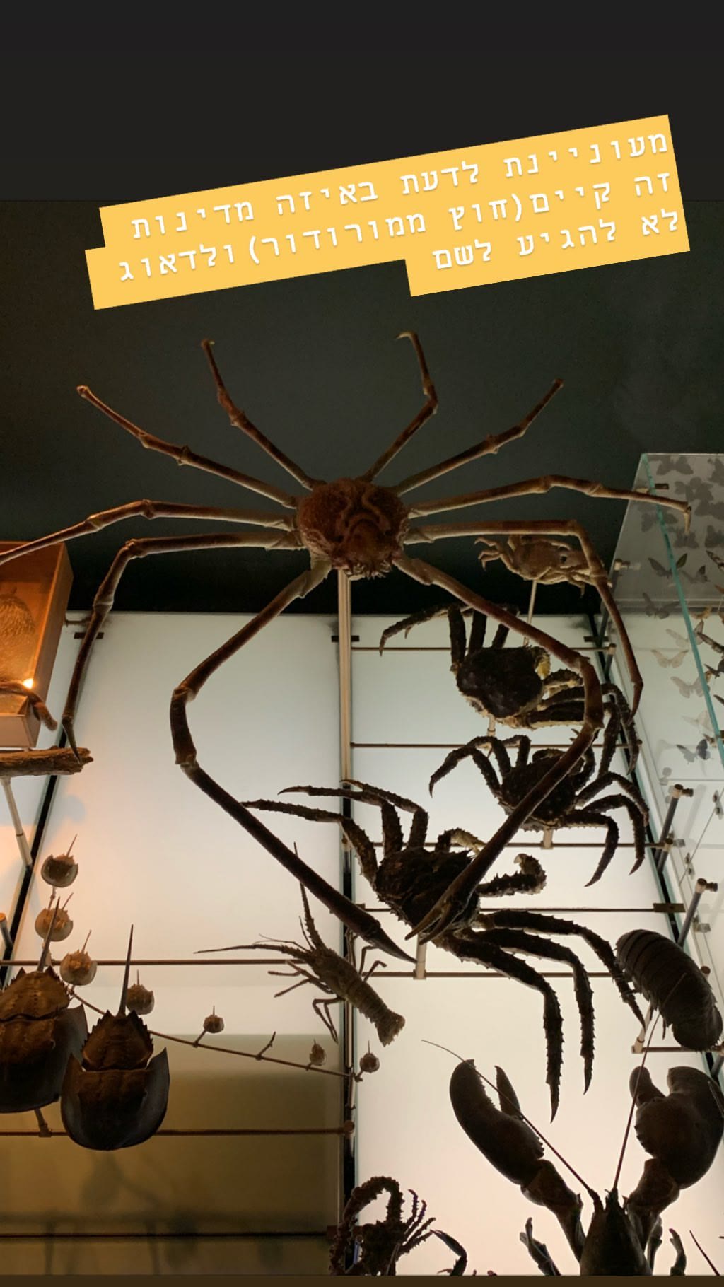Giant crab display at a NYC natural history museum