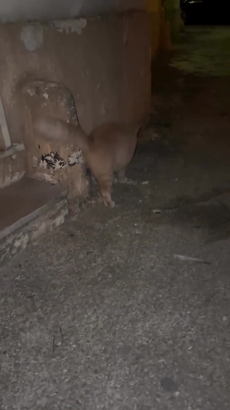 Stray cat in a Puglia alley at night