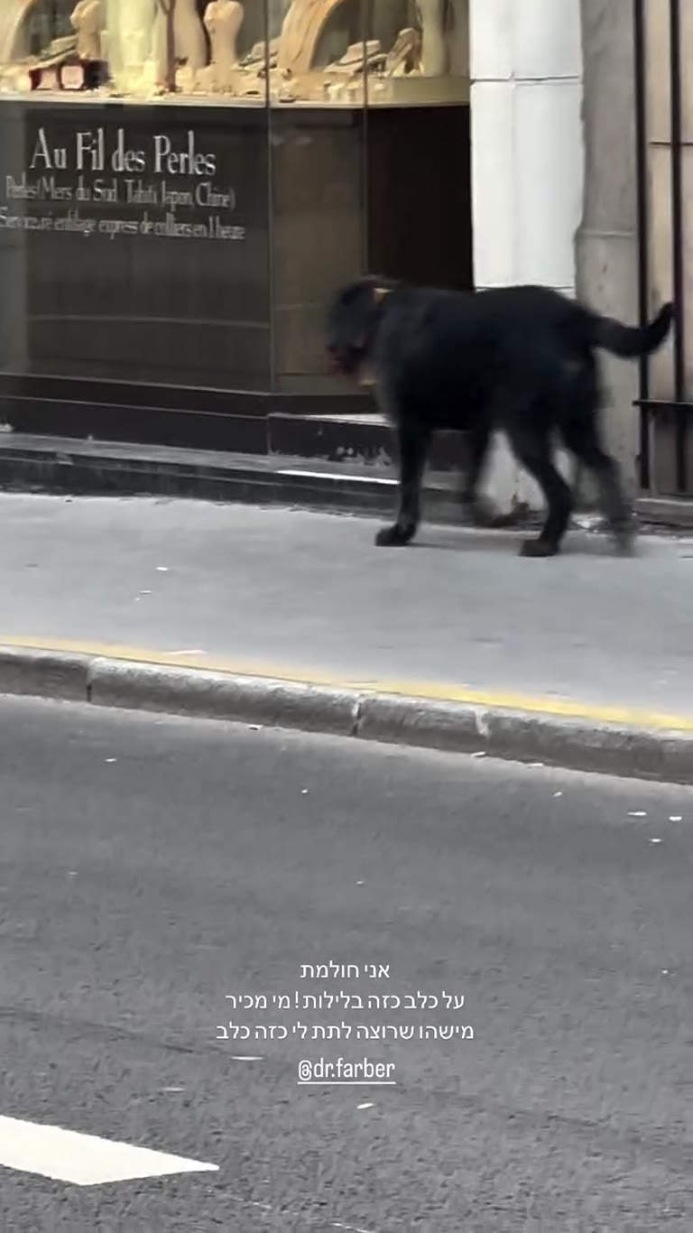 Dream dog spotted on a Paris street