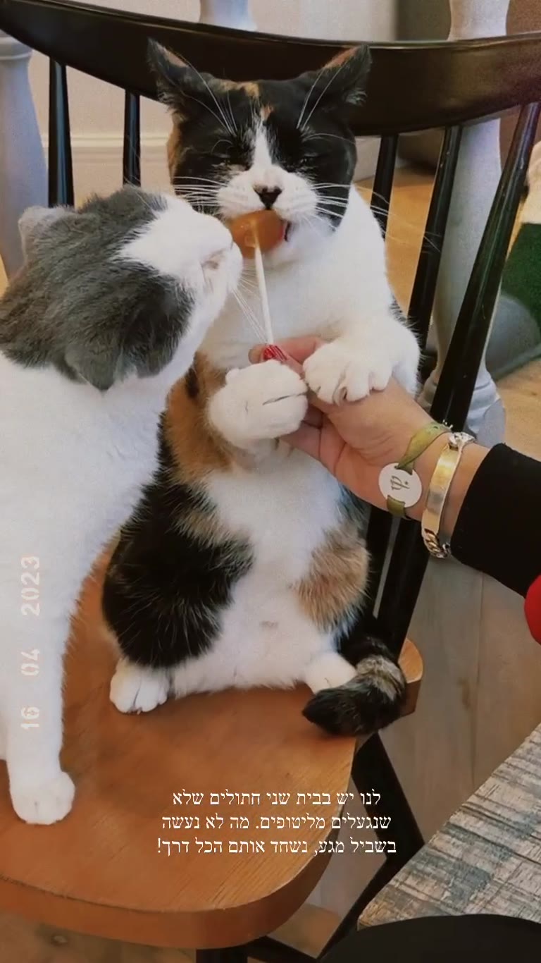Cat café in Tokyo