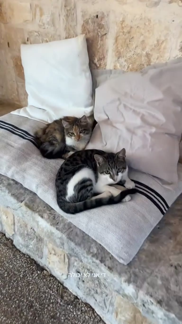 Kittens at a stone guesthouse in Puglia