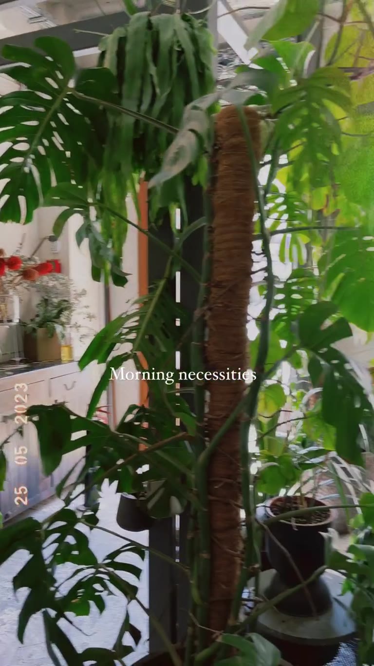 Plant-filled concept café morning in Athens