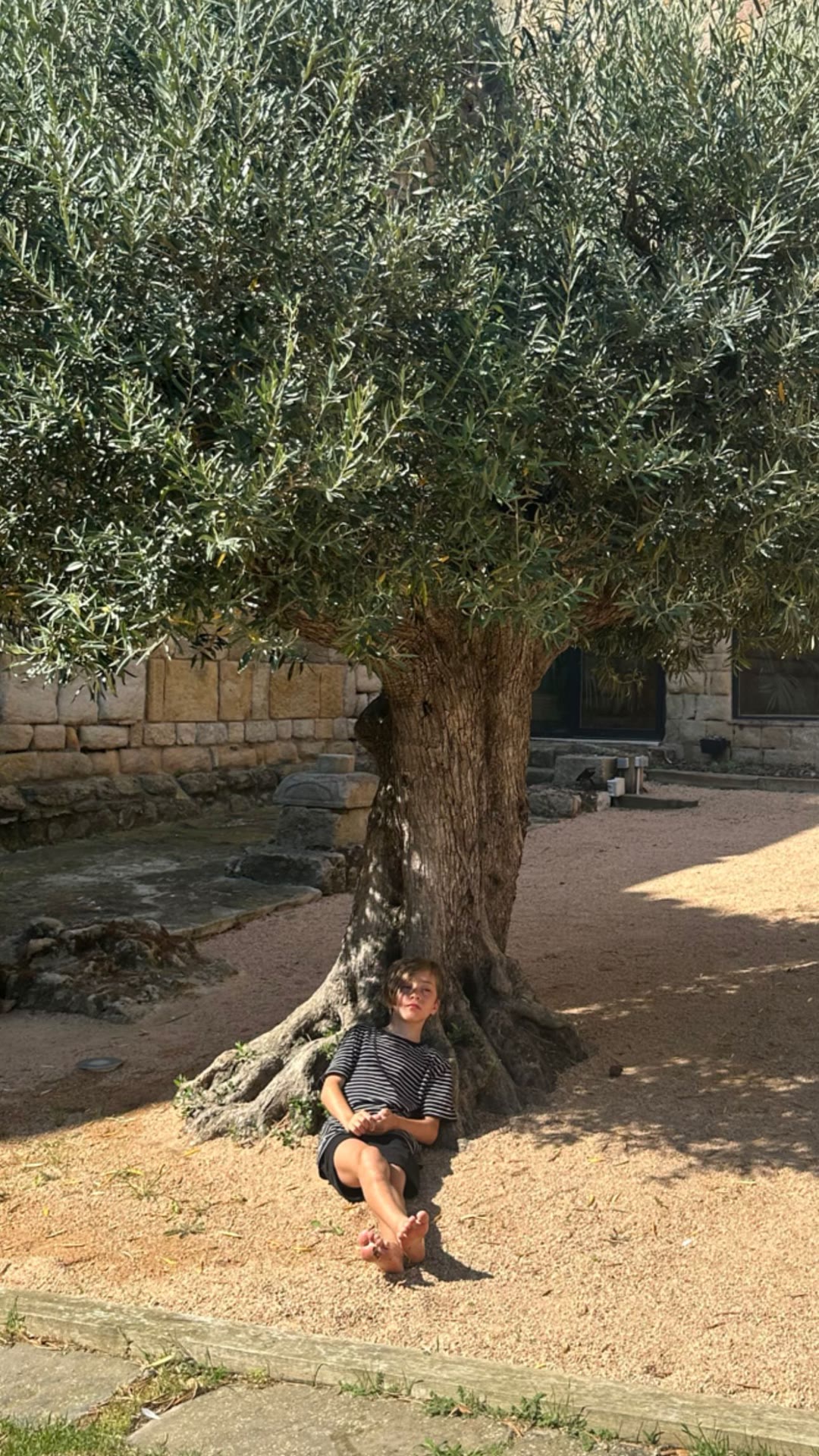 Shade break under an olive tree in Spain