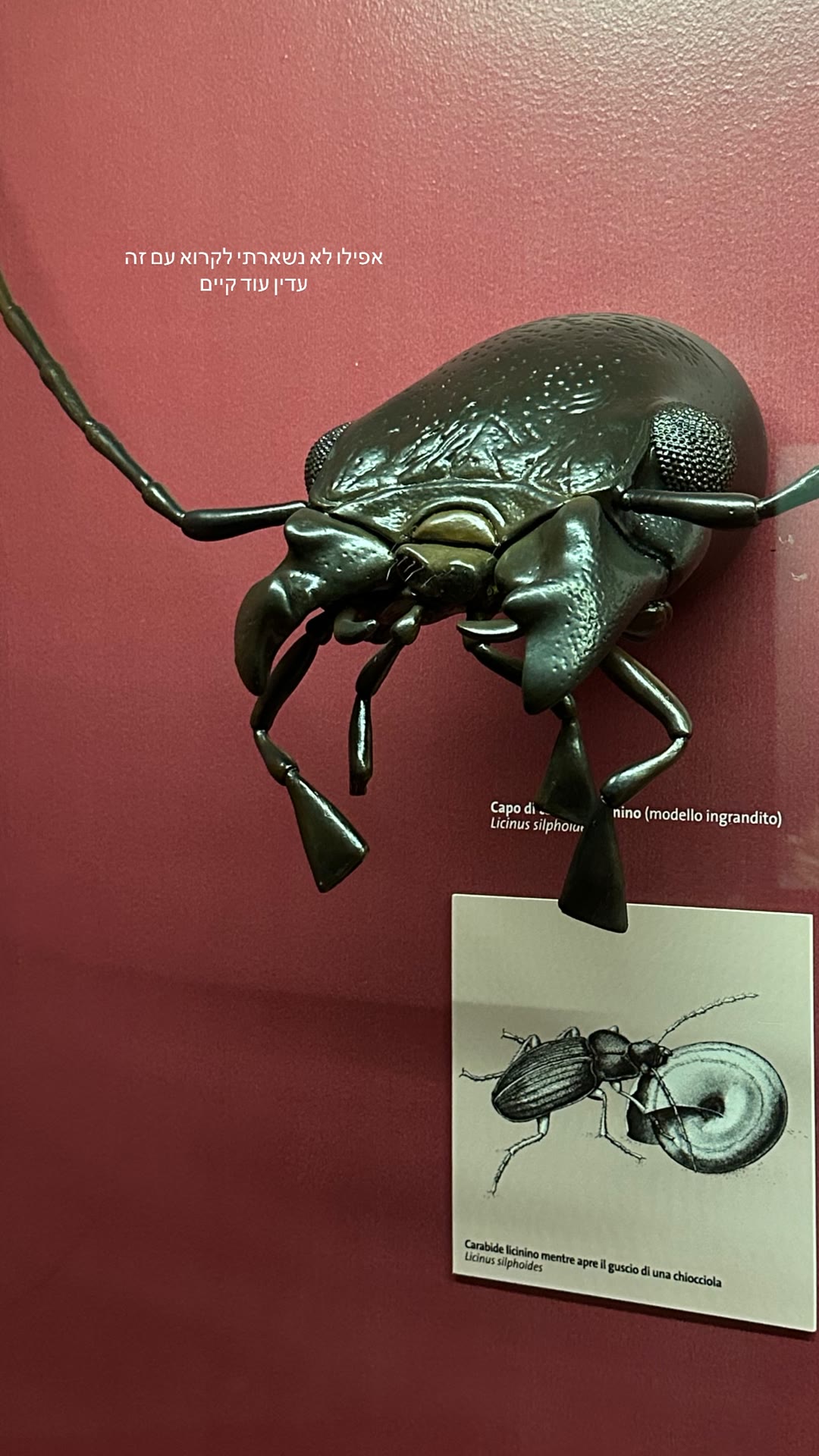 Giant beetle model at Venice natural history museum