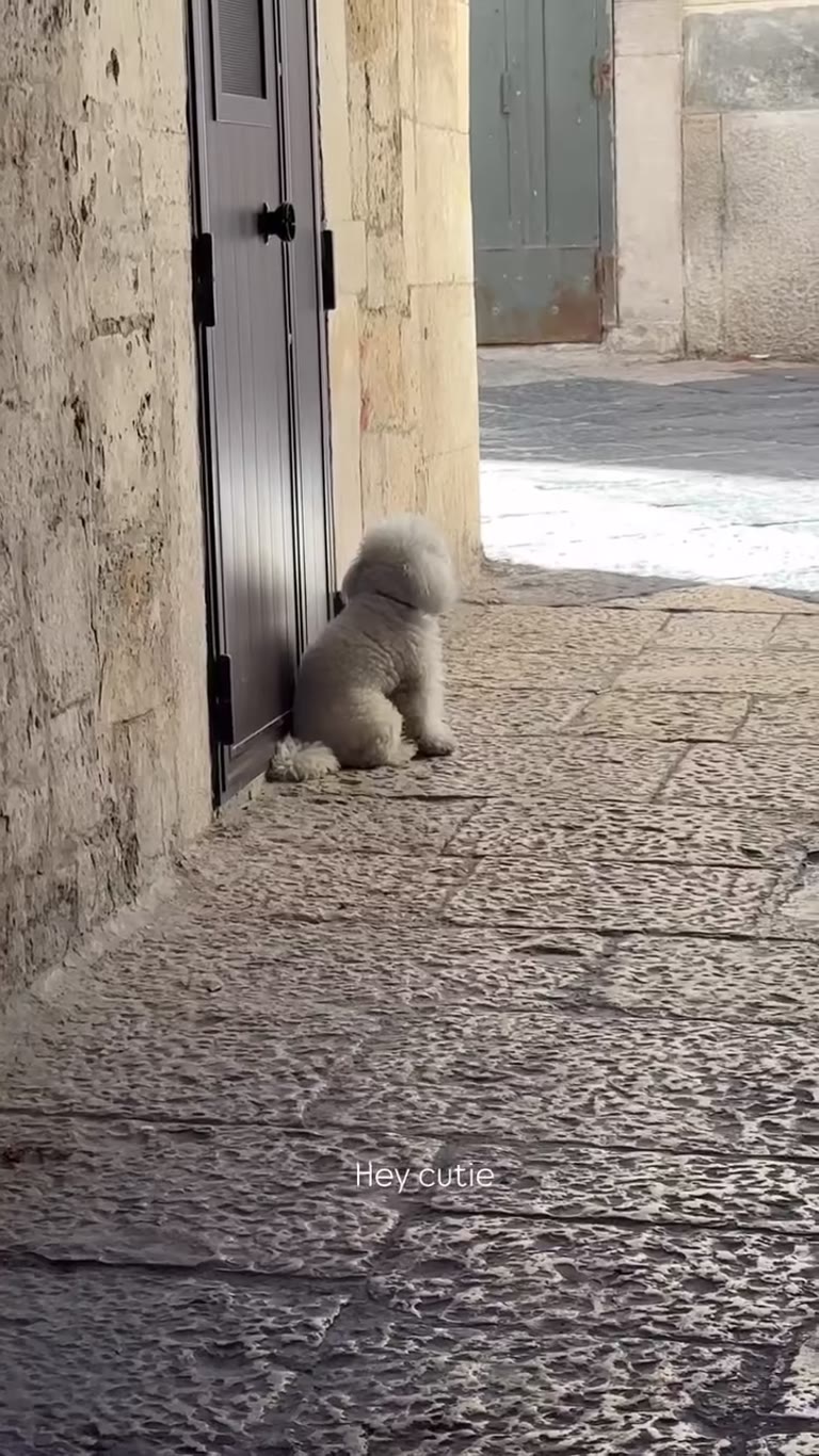 Fluffy dog in a Puglia alleyway