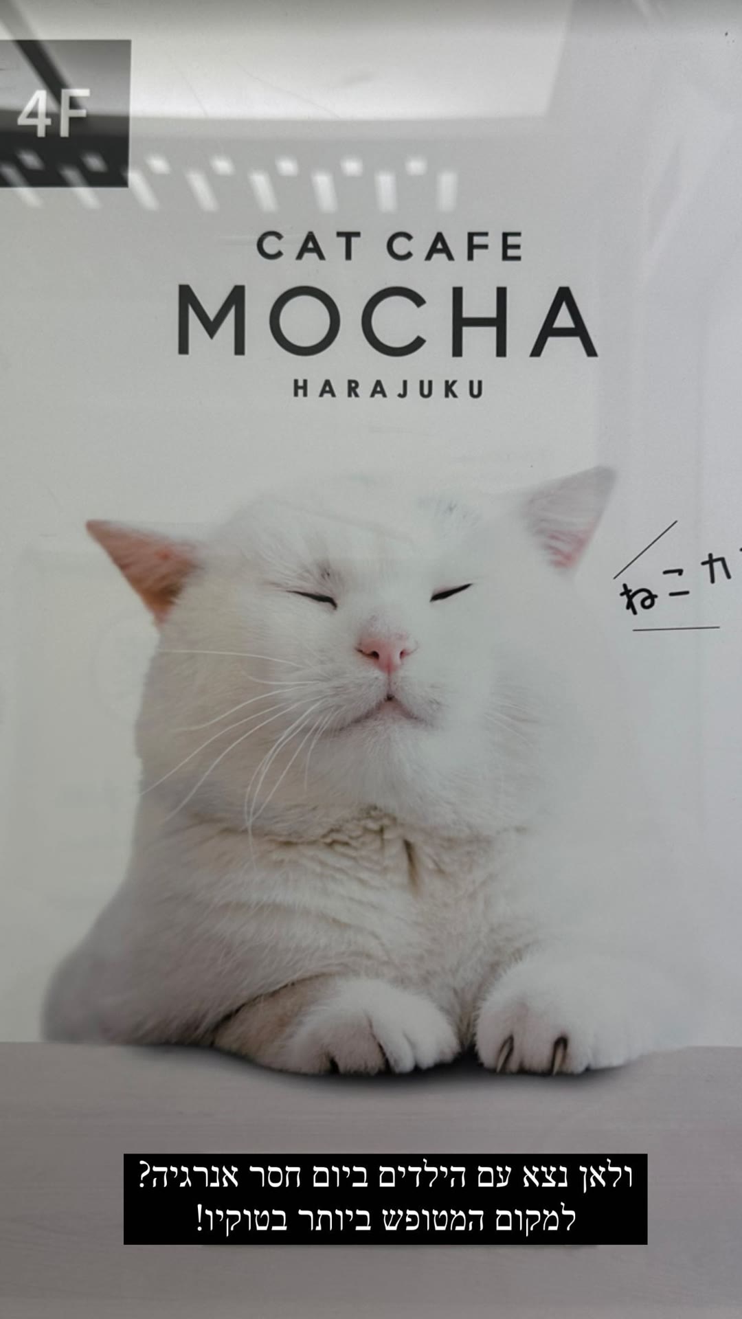 Cat Cafe Mocha Harajuku, Tokyo