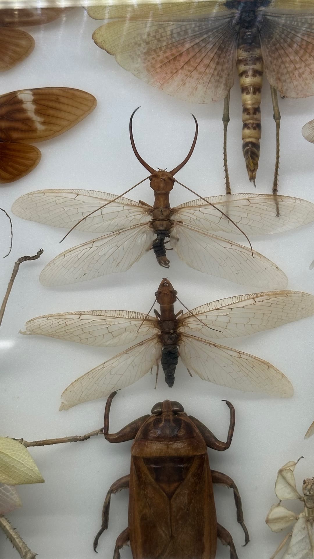 Insect specimen case at a natural history museum