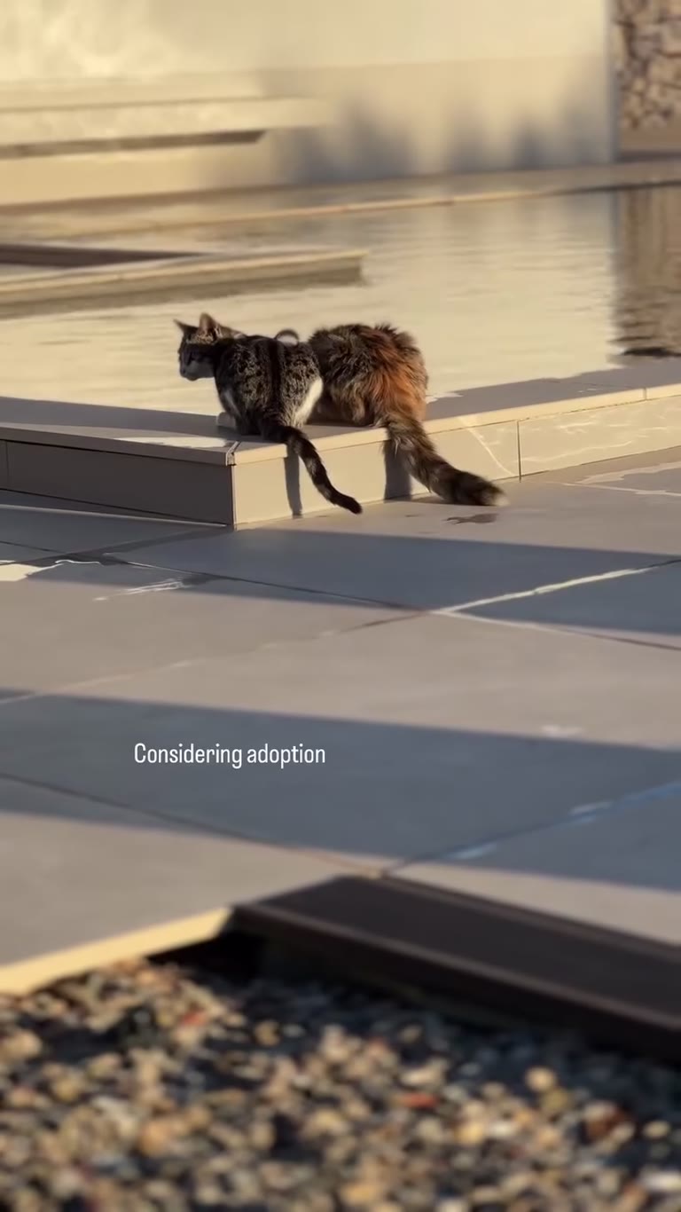 Cat by the pool in Puglia