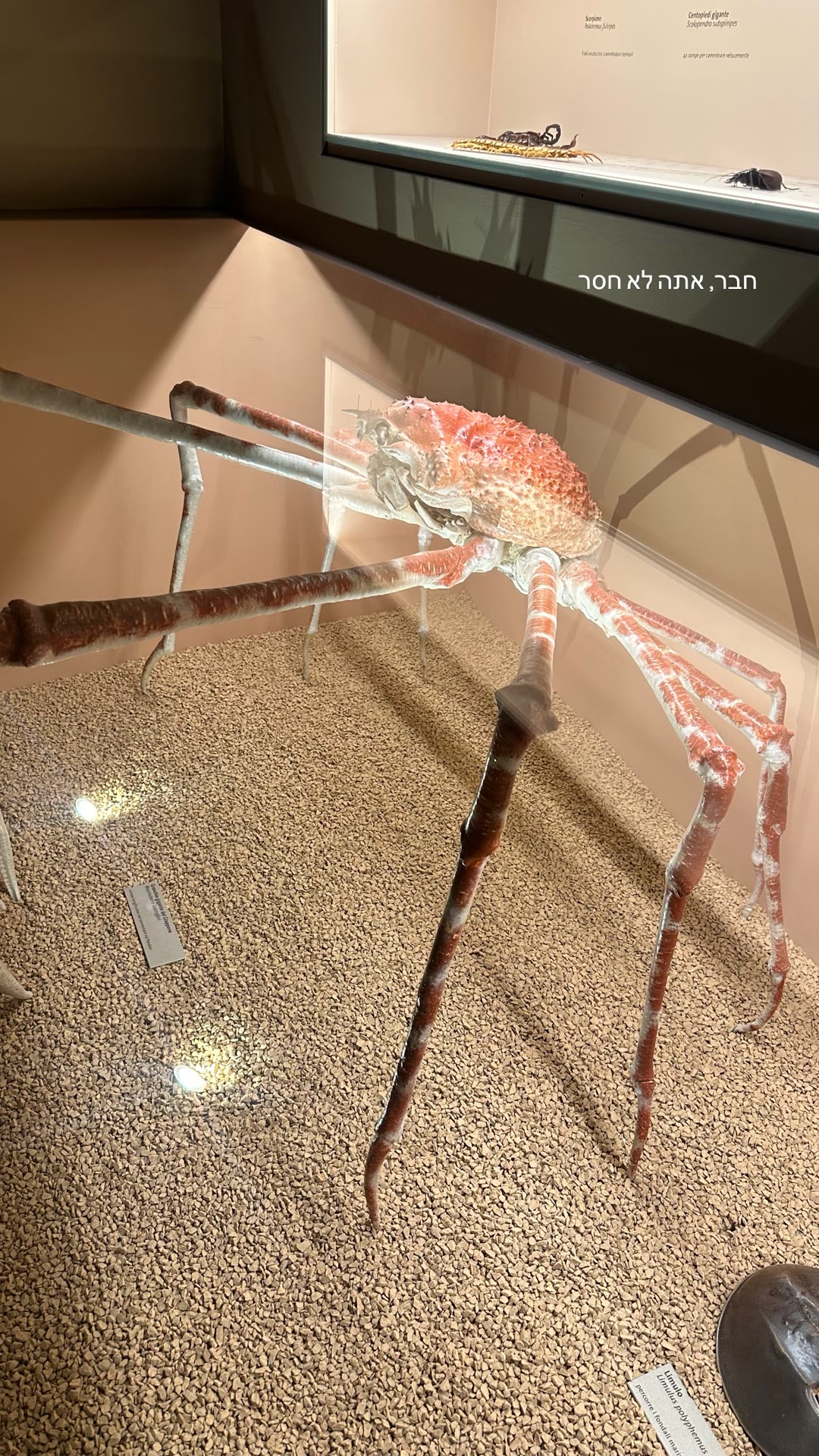 Giant spider crab at Venice's natural history museum